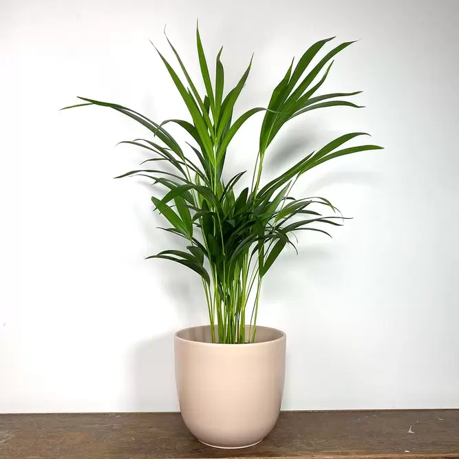 Dypsis lutescens (Pot Size 17cm) Areca palm - image 1