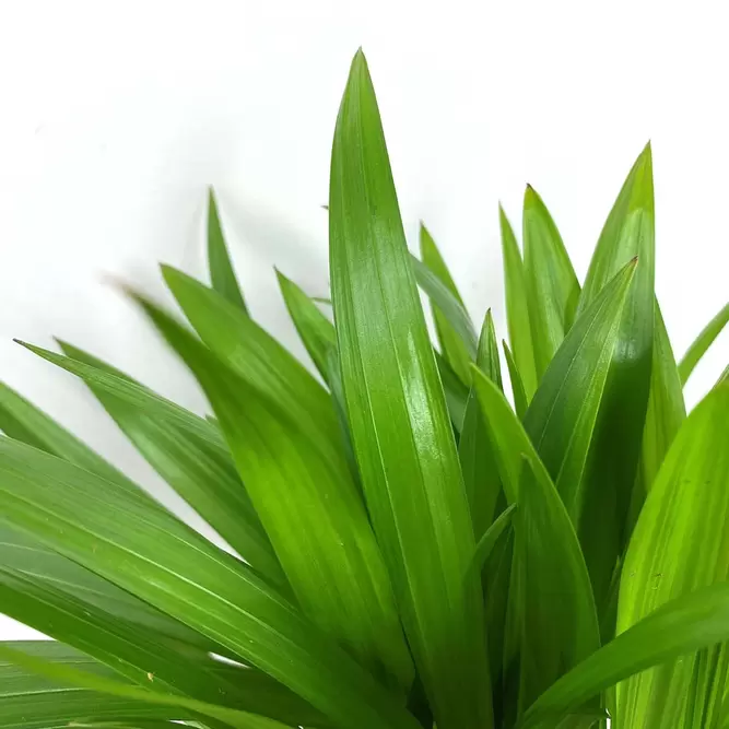Dypsis lutescens (Pot Size 7cm) Areca palm - image 3