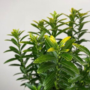 Euonymus microphyllus 'MicroGold' (Pot Size 9cm) - Spindle Tree - image 1
