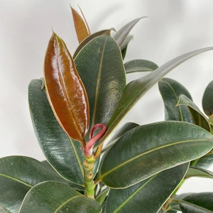 Ficus elastica 'Melany' (Pot Size 21cm) Rubber plant - image 2
