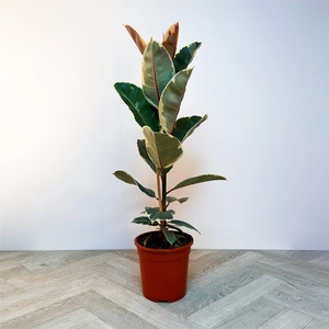 Ficus elastica 'Tineke' (21cm) Rubber plant - image 1
