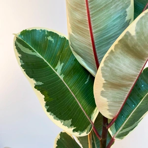 Ficus elastica 'Tineke' (21cm) Rubber plant - image 2