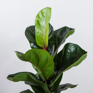Ficus lyrata 'Bambino' (Pot Size 12cm) Fiddle Leaf Fig - image 2