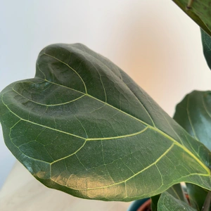 Ficus lyrata (Pot Size 21cm) Fiddle Leaf Fig Approx Height 90cm - image 3