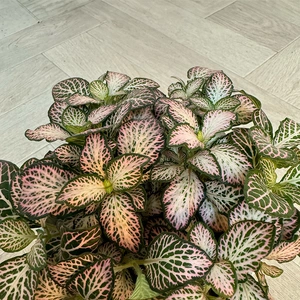 Fittonia Mix 'Green & Pink' (Pot Size 12cm) Nerve Plant - image 2