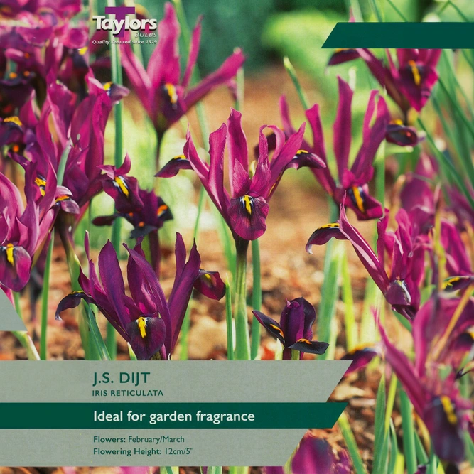 Flower Bulbs - Iris Reticulata 'J S Dijt'  (15 Bulbs)