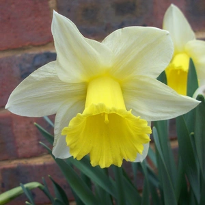 Flower Bulbs - Narcissus 'Spring Dawn' (5 Bulbs) - image 2
