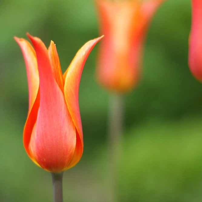 Flower Bulbs - Tulip 'Ballerina' (6 Bulbs) - image 2