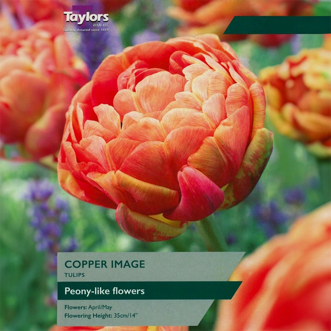 Flower Bulbs - Tulip 'Copper Image' (6 Bulbs)