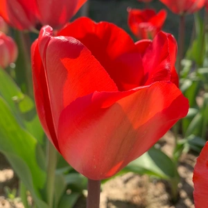 Flower Bulbs - Tulip 'Red Impression' (7 Bulbs) - image 2