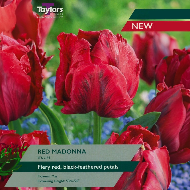 Flower Bulbs - Tulip 'Red Madonna' (5 Bulbs)