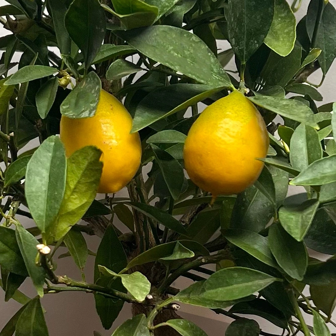 Fortunella margarita (Pot Size 14cm) Citrus Yellow Mini Limequat - image 2