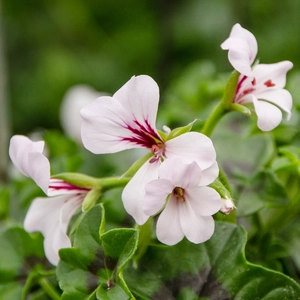 Geranium Ivy Trailing Single Flower White (Pot Size 10.5cm) - image 2