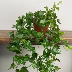 Hedera  'Elja' (Pot Size 13cm) - English Ivy - image 2