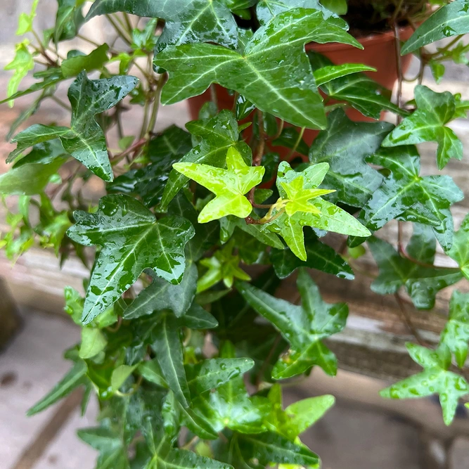 Hedera Helix 'Green Fresh' (13cm) English Ivy - image 4