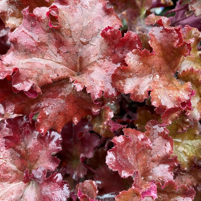 Heuchera 'Boysenberry' (Pot Size 15cm) - Coral Bells - image 1