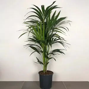 Howea forsteriana (Pot Size 24cm / 120cm Height) Kentia palm - image 2