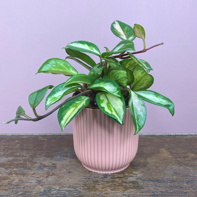 Hoya carnosa 'Tricolor' (Pot Size 9cm) Waxvine - image 1