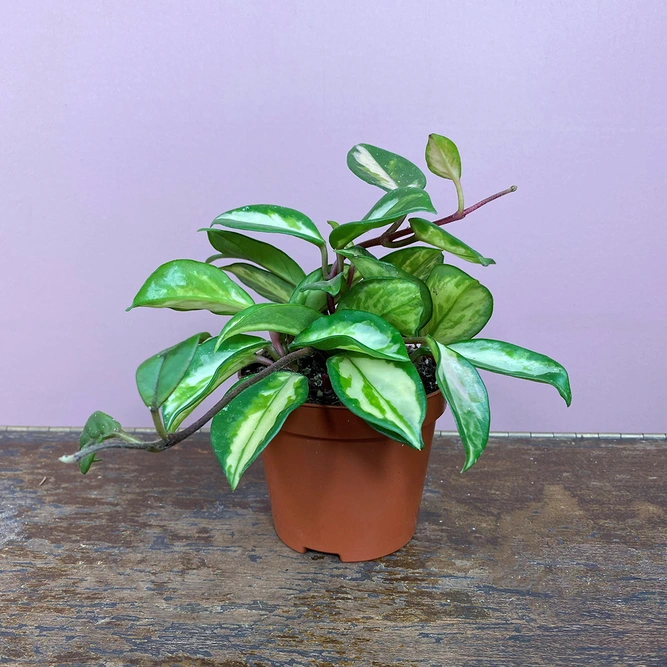 Hoya carnosa 'Tricolor' (Pot Size 9cm) Waxvine - image 3