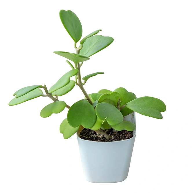 Hoya Kerrii (Pot Size 7Cm) Sweetheart Hoya plant - image 3