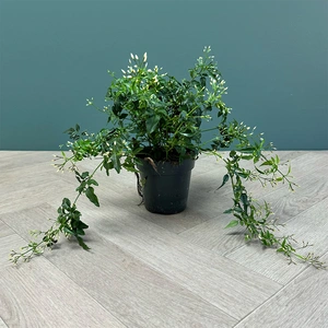 Jasminum polyanthum (Pot Size 12cm) Flowering Jasmine - image 1