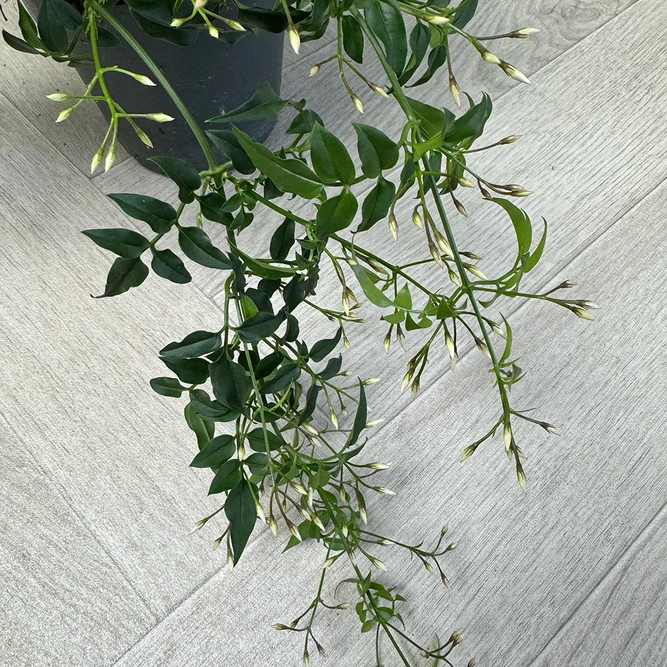 Jasminum polyanthum (Pot Size 12cm) Flowering Jasmine - image 2