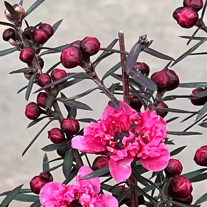 Leptospermum scoparium 'Crimson Glory' (Pot Size 2L) - New Zealand Tea Tree - image 1