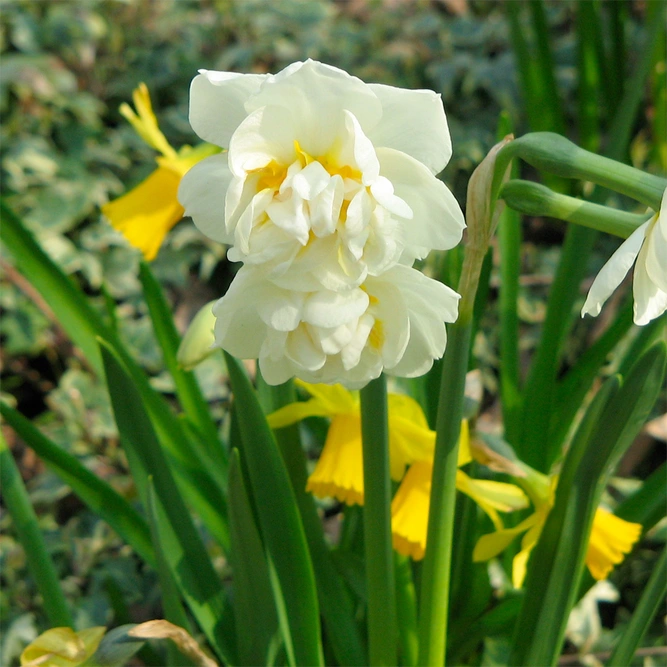 Narcissus 'Bridal Crown' potted bulbs available at Boma Garden Centre image by Meneerke bloem
