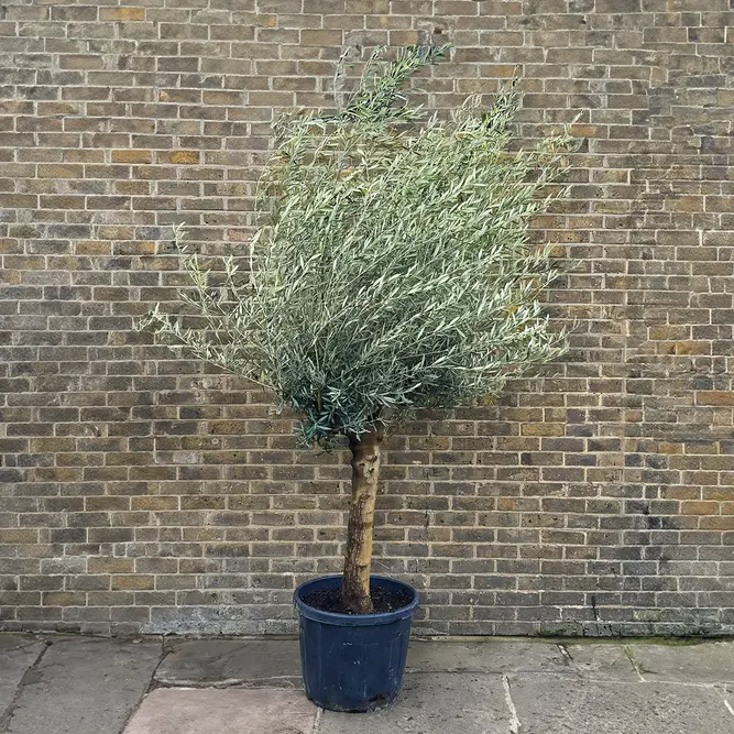 Olea europaea 'Smooth Trunk' 125L (Tree Height from Trunk base 240cm)  Olive Tree - image 1