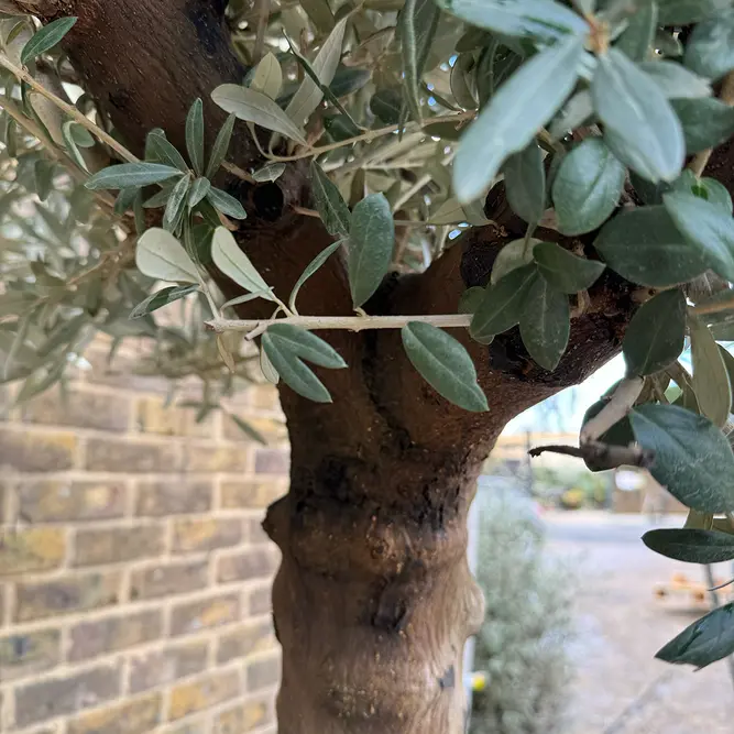 Olea europaea 'Smooth Trunk' 125L (Tree Height from Trunk base 240cm)  Olive Tree - image 3