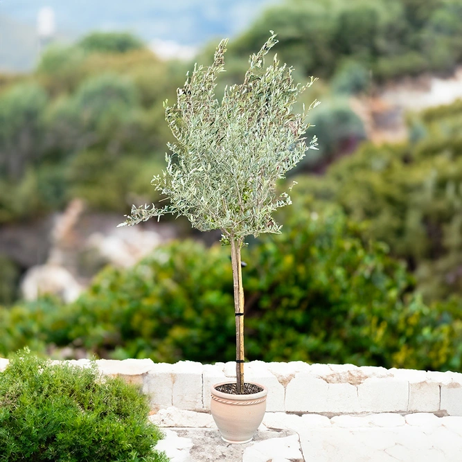 Olea europaea Standard Loose Head (Pot Size 15L) Olive Tree - image 3