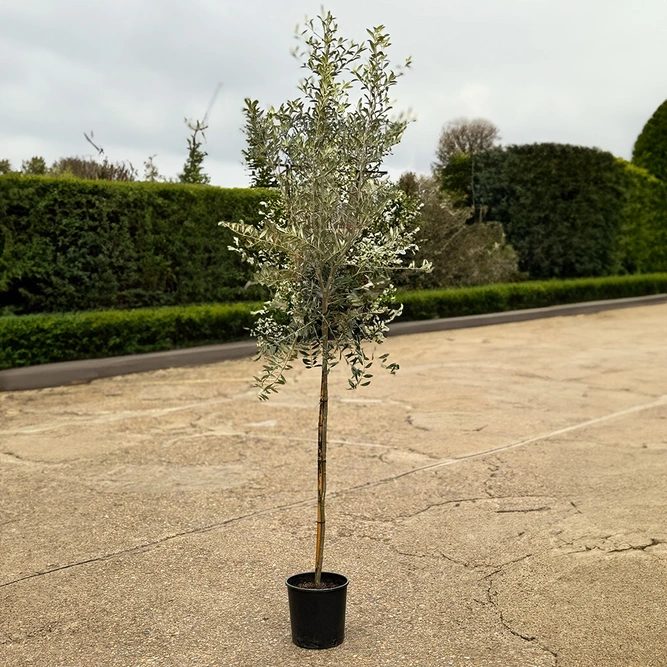 Olea europaea Standard (Pot Size 10L) Olive Tree - image 1