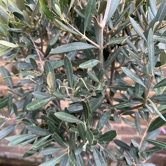Olea europaea Standard (Pot Size 9L) Olive Tree - image 2