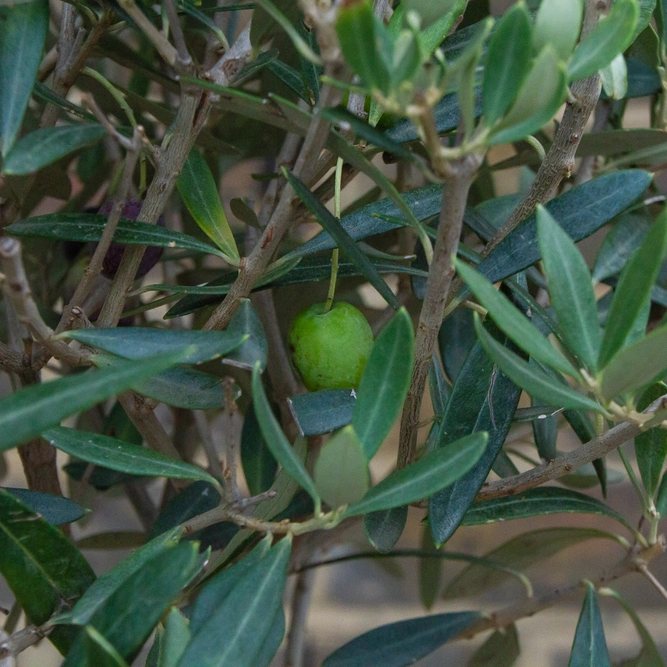 Olea europaea Standard Spiral (4L) Spiral Stem Olive Tree - image 4
