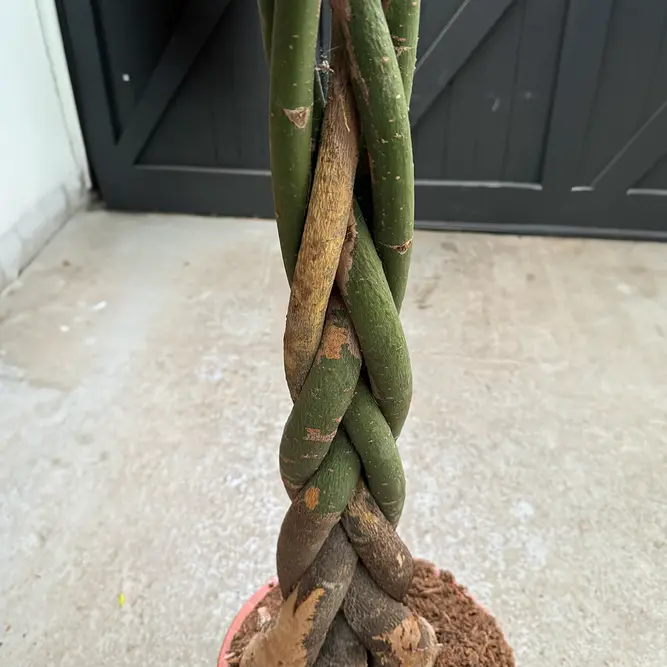 Pachira aquatica (Pot Size 27cm) Braided Money Tree - image 2