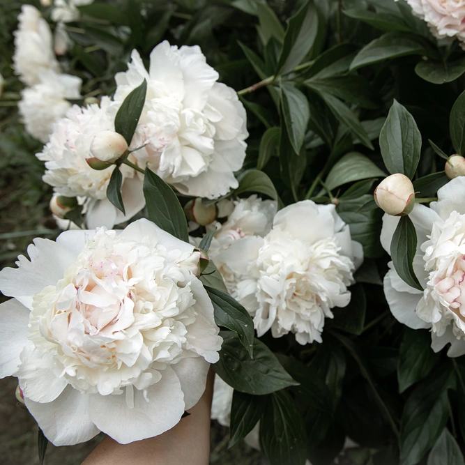 Paeonia lactiflora  'Lancaster Imperial' (Pot Size 3ltr)  Peony Perennial