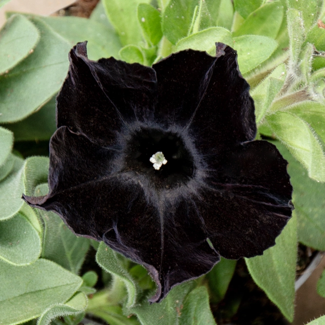 Petunia Black (Pot Size 10.5cm)