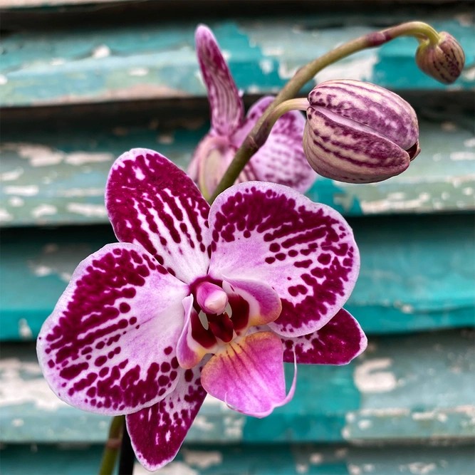 Phalaenopsis 'Thailand' (Pot Size 12cm) Moth Orchid - image 1