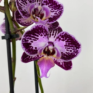 Phalaenopsis 'Thailand' (Pot Size 12cm) Moth Orchid - image 2