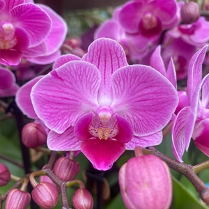 Phalaenopsis Violet (Pot size 9cm) - image 1