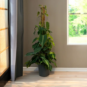 Philodendron 'Brazil' (Pot Size 17cm) Philodendron on Moss Pole - image 7