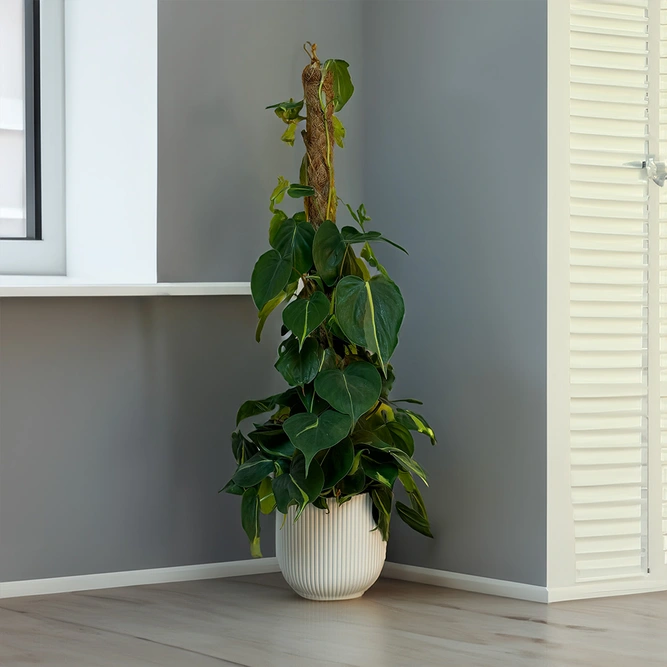 Philodendron 'Brazil' (Pot Size 17cm) Philodendron on Moss Pole - image 6