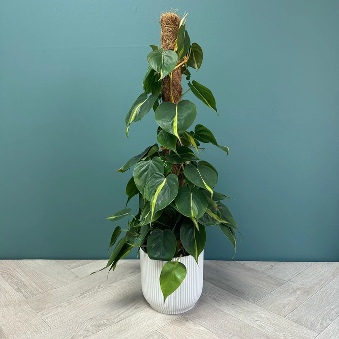 Philodendron 'Brazil' (Pot Size 17cm) Philodendron on Moss Pole - image 4