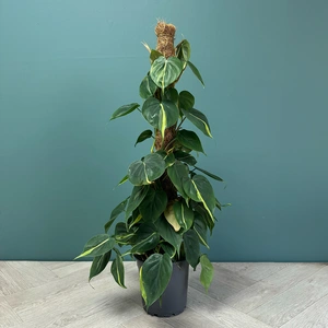 Philodendron 'Brazil' (Pot Size 17cm) Philodendron on Moss Pole - image 1