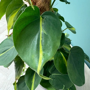 Philodendron 'Brazil' (Pot Size 17cm) Philodendron on Moss Pole - image 3
