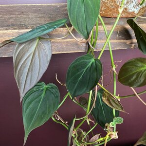 Philodendron hederaceum 'Micans' (Hanging Pot 15cm) Philodendron micans - image 1