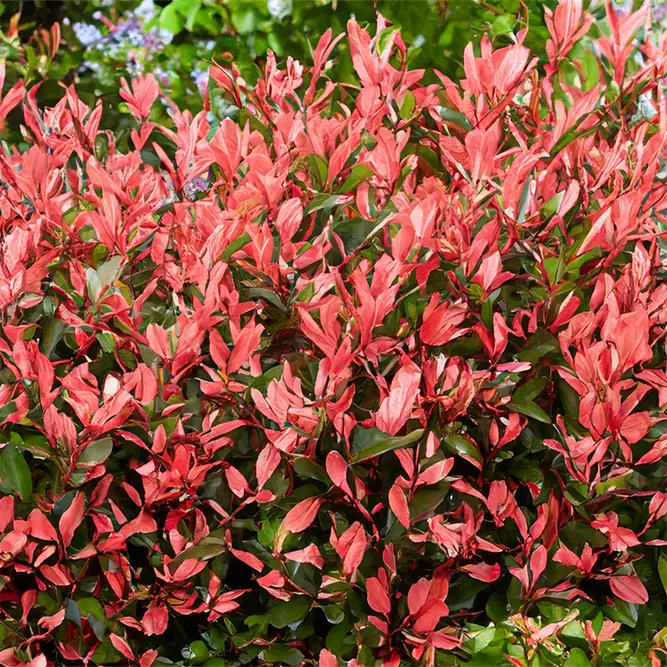 Photinia x fraseri 'Little Red Robin' (Pot Size 5L) Little Red Robin