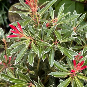 Pieris 'Flaming Silver' (Pot Size 19cm) Lily of the Valley Shrub - image 2