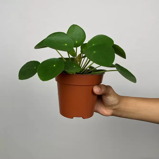 Pilea peperomioides (10.5cm) Chinese Money plant - image 5