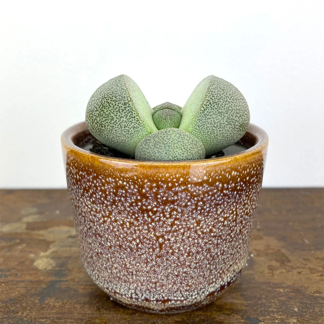 Pleiospilos nelii (Pot Size 5cm) Splitrock plant - image 1